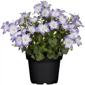 toom Baumarkt Toom Glockenblume Angebot