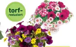 toom Baumarkt Toom Beetpflanzen-Mix Confetti Garden Angebot