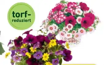 toom Baumarkt Toom Beetpflanzen-Mix Confetti Garden Angebot