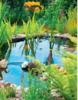toom Baumarkt Toom Wasserpflanzen Angebot