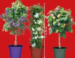 toom Baumarkt Toom Terrassenpflanzen Angebot