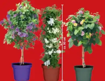 toom Baumarkt Toom Terrassenpflanzen Angebot