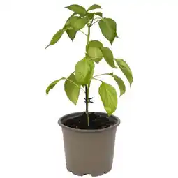 toom Baumarkt Bio Tomatenpflanze Angebot