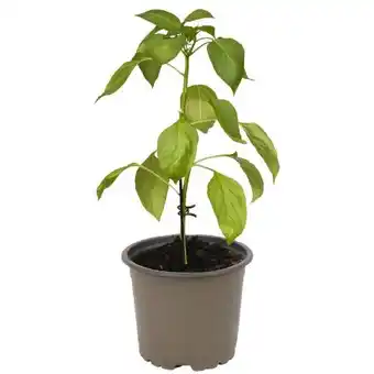 toom Baumarkt Bio Tomatenpflanze Angebot