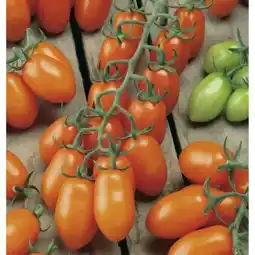 toom Baumarkt Veredelte Tomaten Angebot