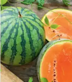 toom Baumarkt Wassermelone Pflanze Angebot
