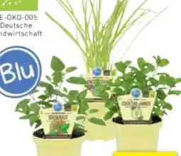 toom Baumarkt Toom Naturtalent Bio-Pesto-Kräuter Angebot