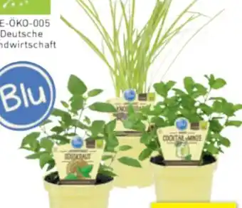 toom Baumarkt Toom Naturtalent Bio-Pesto-Kräuter Angebot