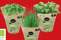 toom Baumarkt Toom Naturtalent Bio-Petersilie Angebot