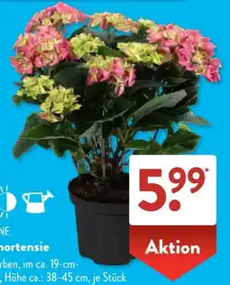 Aldi Süd Gardenline Gartenhortensie Angebot