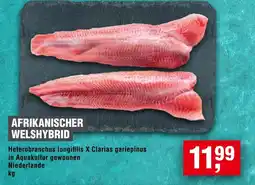 Handelshof Afrikanischer welshybrid Angebot