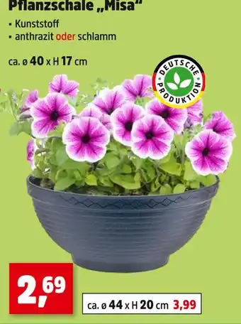 Thomas Philipps Pflanzschale „misa“ Angebot