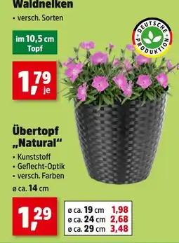Thomas Philipps Waldnelken übertopf „natural“ Angebot