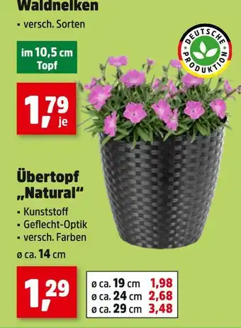 Thomas Philipps Waldnelken übertopf „natural“ Angebot