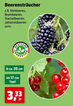 Thomas Philipps Deutsche produktion beerensträucher Angebot