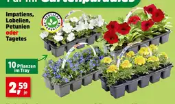 Thomas Philipps Deutsche produktion impatiens, lobelien, petunien oder tagetes Angebot