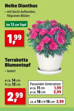 Thomas Philipps Nelke dianthus oder terrakotta blumentopf Angebot