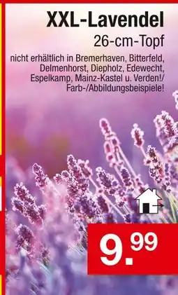 Zimmermann Xxl-lavendel Angebot