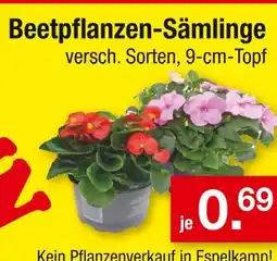 Zimmermann Beetpflanzen-sämlinge Angebot