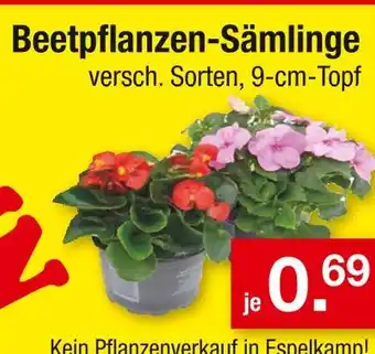 Zimmermann Beetpflanzen-sämlinge Angebot