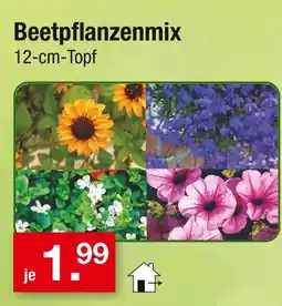 Zimmermann Beetpflanzenmix Angebot