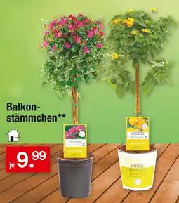 Zimmermann Kübel blumen bougainvillea glabra oder lantana camara Angebot