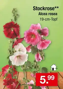 Zimmermann Stockrose Angebot
