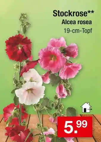 Zimmermann Stockrose Angebot