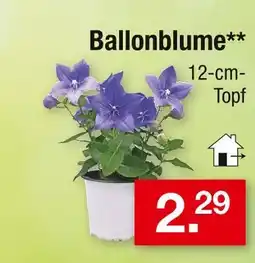 Zimmermann Ballonblume Angebot