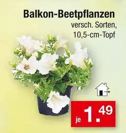 Zimmermann Balkon-beetpflanzen Angebot