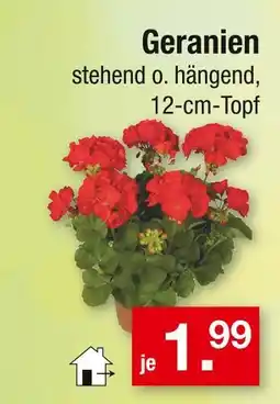 Zimmermann Geranien Angebot
