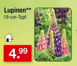 Zimmermann Lupinen Angebot