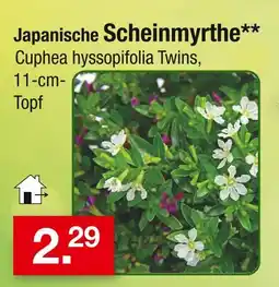 Zimmermann Japanische scheinmyrthe Angebot