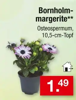 Zimmermann Bornholm-margerite Angebot
