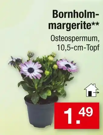 Zimmermann Bornholm-margerite Angebot