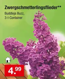 Zimmermann Buddleja buzz zwergschmetterlingsflieder Angebot