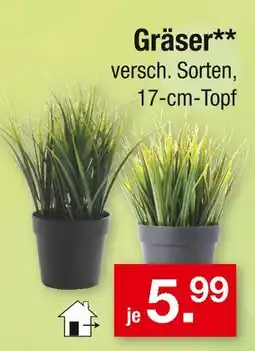 Zimmermann Gräser Angebot