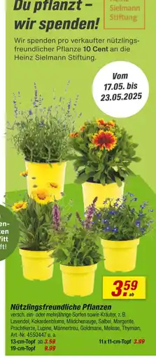 toom Baumarkt Nützlingsfreundliche pflanzen Angebot