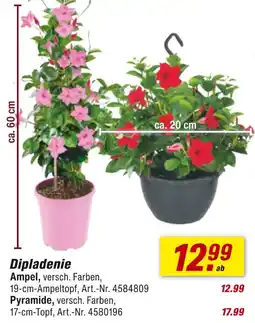 toom Baumarkt Dipladenie Angebot