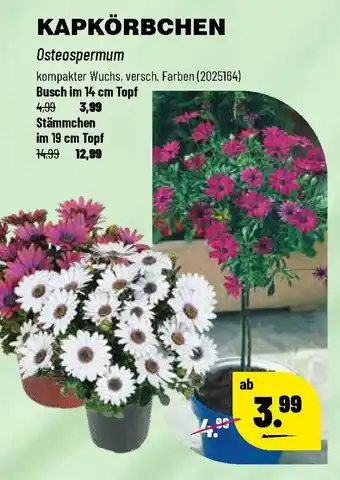 Leitermann Baumarkt Kapkörbchen Angebot