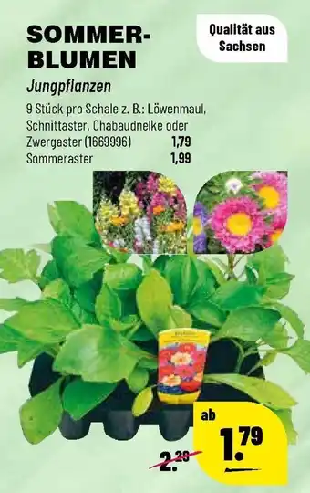 Leitermann Baumarkt Sommerblumen Jungpflanzen Angebot