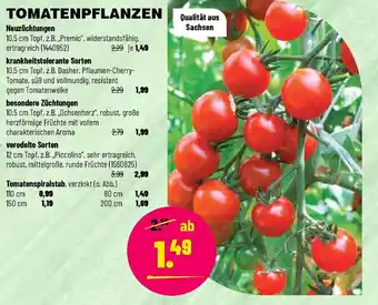 Leitermann Baumarkt Tomatenpflanzen Angebot