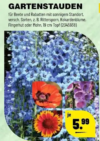 Leitermann Baumarkt Gartenstauden Angebot