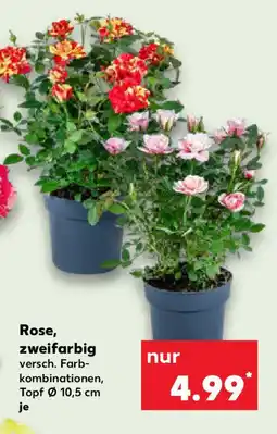 Kaufland Rose, zweifarbig Angebot