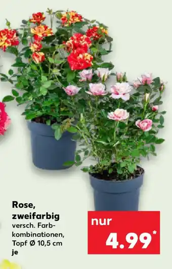 Kaufland Rose, zweifarbig Angebot