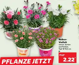 Kaufland Nelken- Vielfalt Angebot