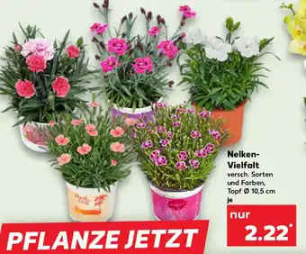 Kaufland Nelken- Vielfalt Angebot