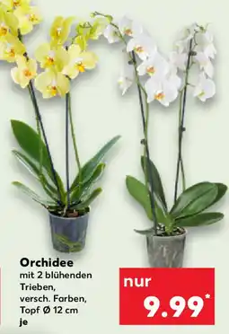 Kaufland Orchidee Angebot