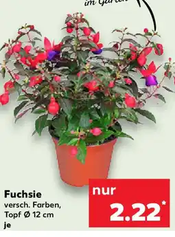 Kaufland Fuchsie Angebot