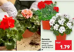 Kaufland Geranie Angebot